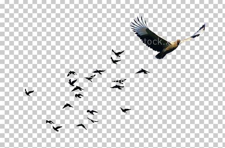 Bird Goose Flock PNG, Clipart, Animal Migration, Animals, Beak, Bird, Bird Cage Free PNG Download
