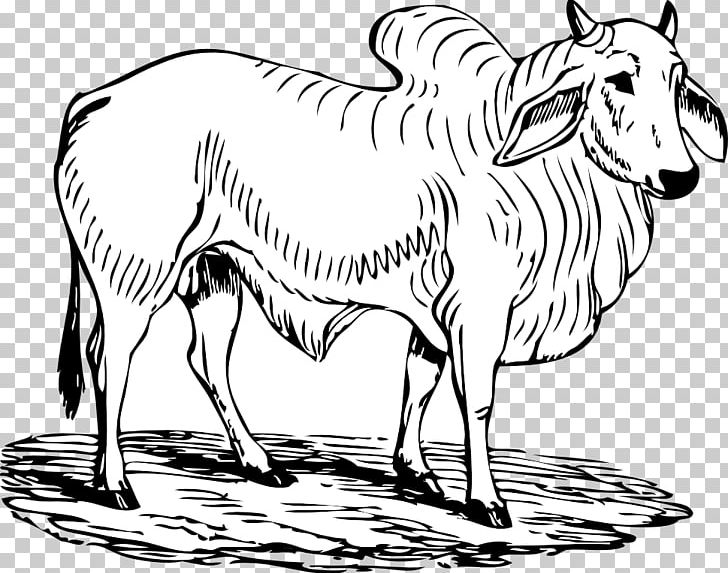 Camargue Cattle Brahman Cattle Charging Bull PNG, Clipart, Animal Figure, Artwork, Black And White, Brahman Cattle, Cow Goat Family Free PNG Download