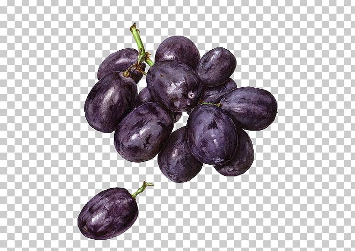 Concord Grape Watercolor Painting Drawing PNG, Clipart, Apple, Art, Color, Colored Pencil, Concord Grape Free PNG Download
