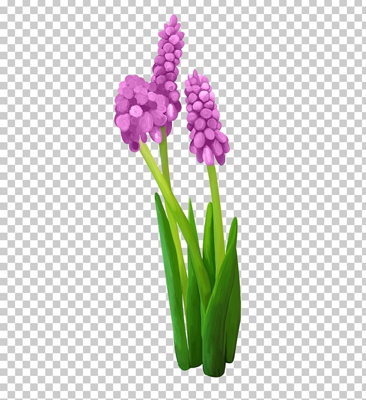 Hyacinth Flower Drawing PNG, Clipart, Cartoon, Daffodil, Drawing, Fleur, Flower Free PNG Download
