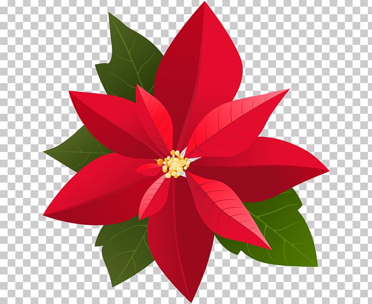 Poinsettia Christmas PNG, Clipart, Art, Christmas, Christmas Plants, Clip, Desktop Wallpaper Free PNG Download
