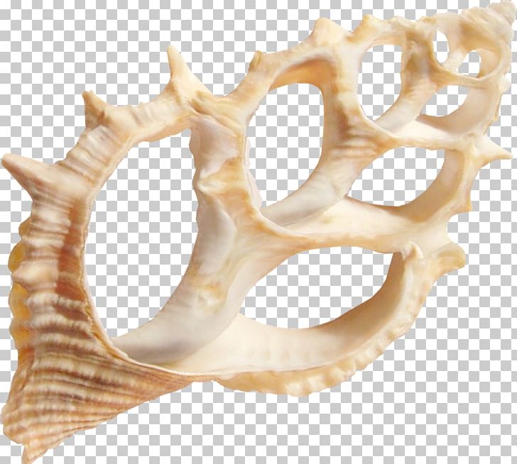 Seashell Marine PNG, Clipart, Animals, Beach, Bone, Clip Art, Conch Free PNG Download