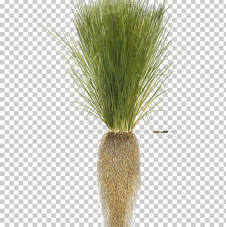 Vetivergrass Root Essential Oil Plant PNG, Clipart, Bergamot Essential Oil, Chrysopogon, Chrysopogon Zizanioides, Commodity, Erosion Control Free PNG Download