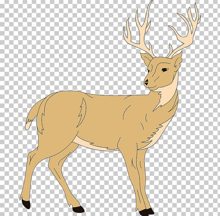 White-tailed Deer Red Deer PNG, Clipart, Animal Figure, Animals, Antler, Blog, Clip  Free PNG Download