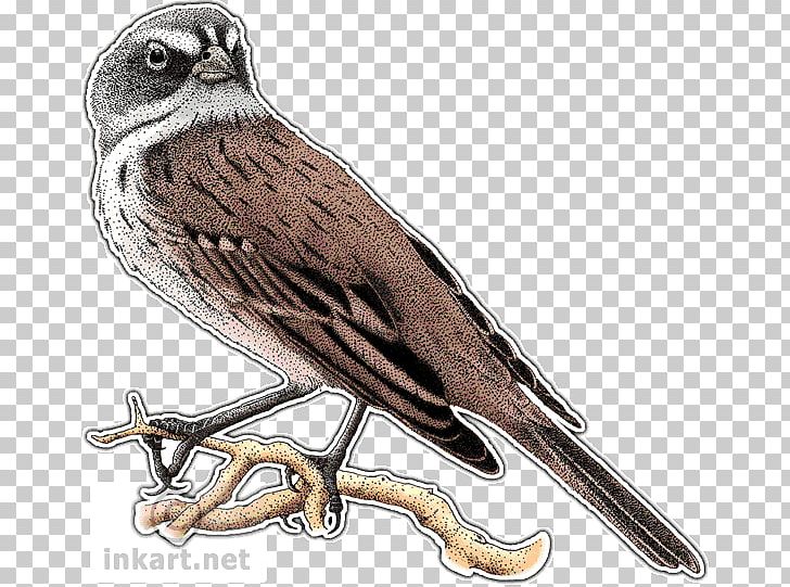 Bird Sagebrush Sparrow Bell's Sparrow White-crowned Sparrow PNG, Clipart, Amphispiza, Animal, Animals, Art, Beak Free PNG Download