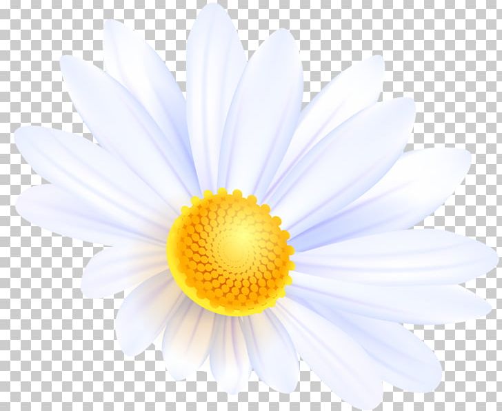 Common Daisy Flower Bouquet Desktop PNG, Clipart, 662, 664, 665, 666, 667 Free PNG Download