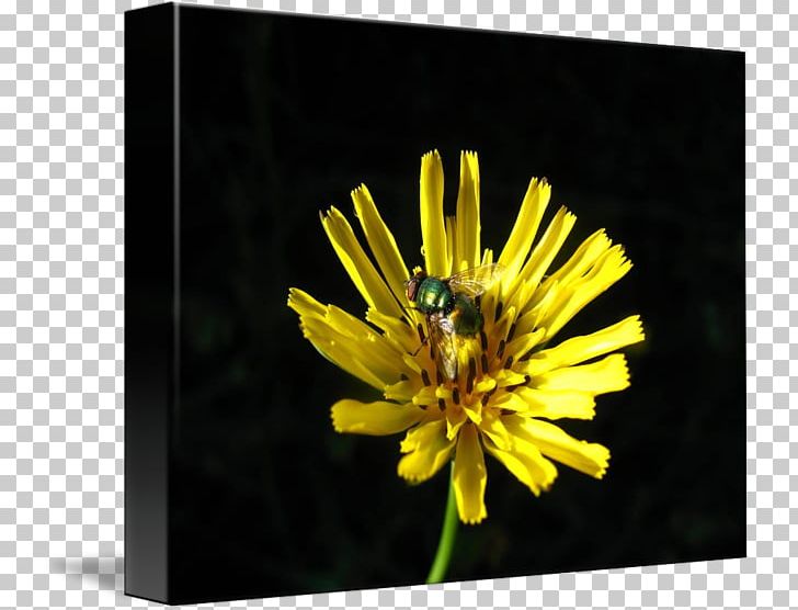 Dandelion Stock Photography Chrysanthemum Wildflower PNG, Clipart, Chrysanthemum, Chrysanths, Daisy Family, Dandelion, Flower Free PNG Download