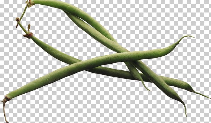 Pea Common Bean Thiamine Vegetable Fruit PNG, Clipart, Artichoke, Beans, Branch, Chard, Commodity Free PNG Download
