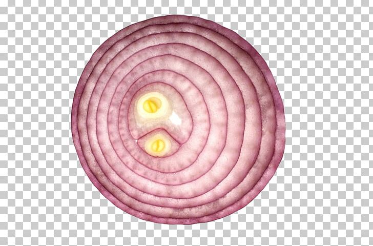 Vegetarian Cuisine Shallot Red Onion Vegetable Yellow Onion PNG, Clipart, Circle, Cooking, Food, Garlic, Green Onion Free PNG Download