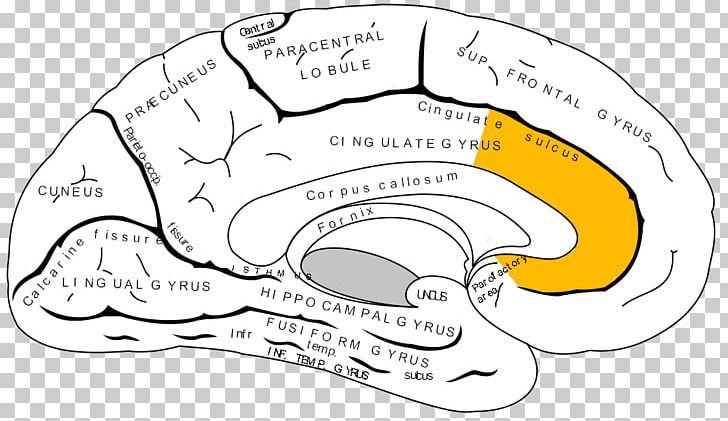 Anterior Cingulate Cortex Cerebral Cortex Prefrontal Cortex Brain PNG, Clipart, Angle, Anterior Cingulate Cortex, Brodmann Area, Cerebral Cortex, Cingulate Cortex Free PNG Download