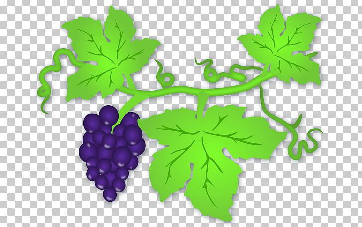 Common Grape Vine Wine PNG, Clipart, Blog, Common Grape Vine, Concord Grape, Flowering Plant, Food Free PNG Download