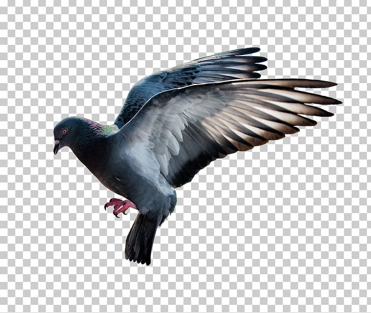 Domestic Pigeon Computer Icons Desktop PNG, Clipart, Beak, Bird, Columbidae, Columbinae, Display Resolution Free PNG Download