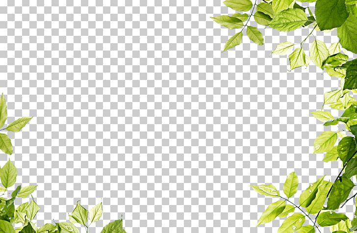 Green Leaf PNG, Clipart, Bild, Branch, Cat, Euclidean Vector, Feel Free PNG Download
