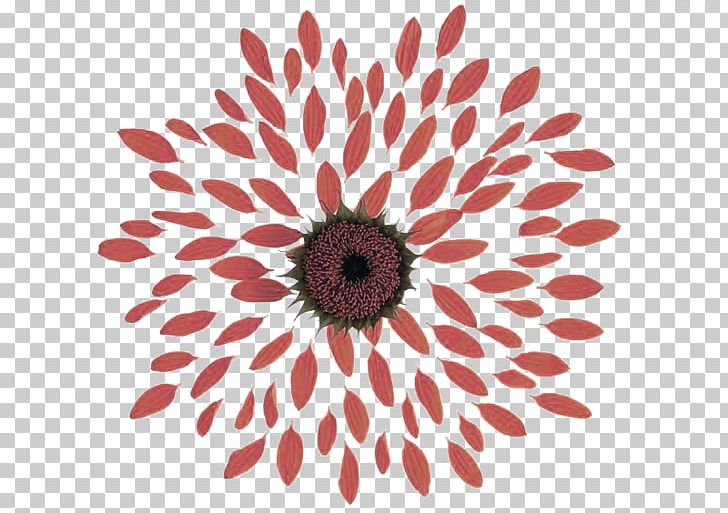 Petal Flower No Postgraduate Admission Test PNG, Clipart, Dahlia, Daisy Family, Flower, Flower Arranging, Free Logo Design Template Free PNG Download