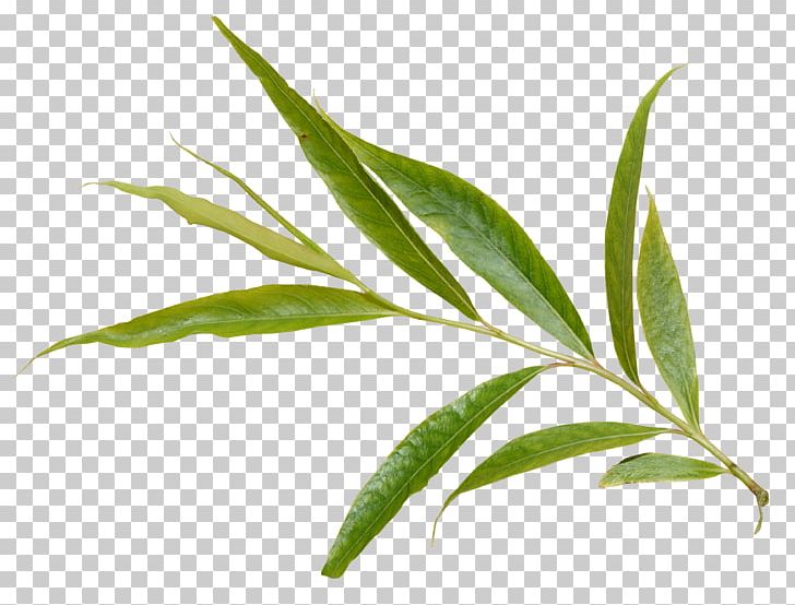 Salix Alba European Aspen Salix Arctica Leaf Tree PNG, Clipart, Ash, Branch, Cottonwood, Eucalyptus, European Aspen Free PNG Download