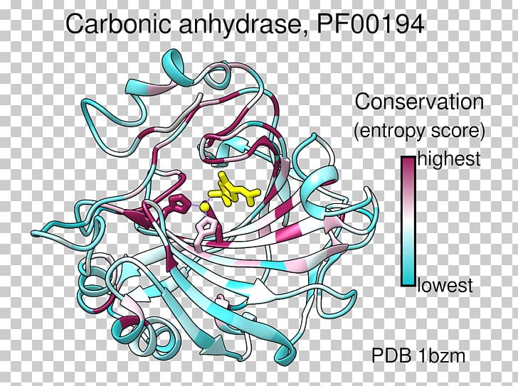 UCSF Chimera Color Molecule PyMOL Sequence Alignment PNG, Clipart, Area