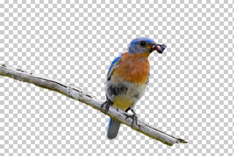 Feather PNG, Clipart, Beak, Bluebirds, Feather, Finches, Paint Free PNG Download