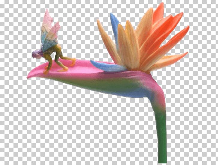 Bird-of-paradise Feather Fairy Beak PNG, Clipart, Animals, Beak, Bird, Bird Of Paradise, Birdofparadise Free PNG Download