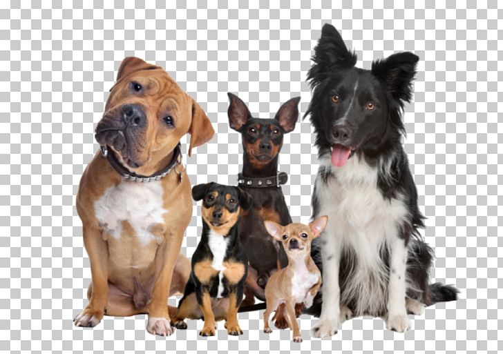 Bulldog United States Stock Photography PNG, Clipart, Bulldog, Companion Dog, Dog, Dog Breed, Dog Breed Group Free PNG Download