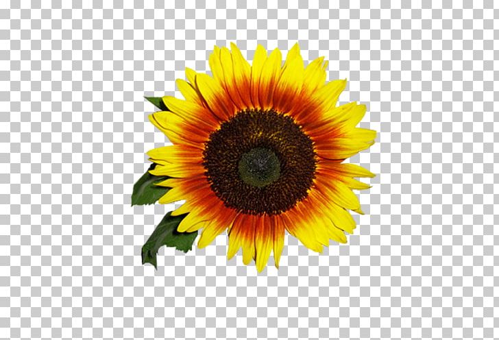 Common Sunflower Daisy Family PNG, Clipart, Annual Plant, Common Sunflower, Cut Flowers, Daisy Family, Flower Free PNG Download