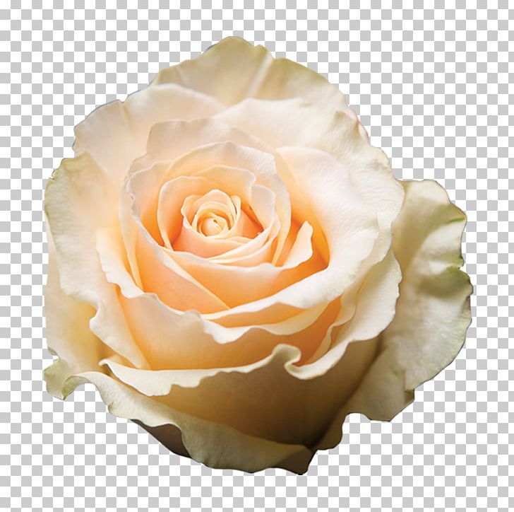 Garden Roses Cabbage Rose Floribunda Laceleaf Cut Flowers PNG, Clipart, Area, Cultivar, Cut Flowers, Floribunda, Flower Free PNG Download