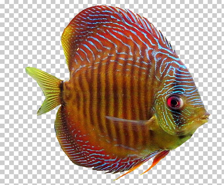 Goldfish Aquarium Ornamental Fish PNG, Clipart, Akvarim, Animals, Aquarium, Aquariums, Blood Parrot Cichlid Free PNG Download
