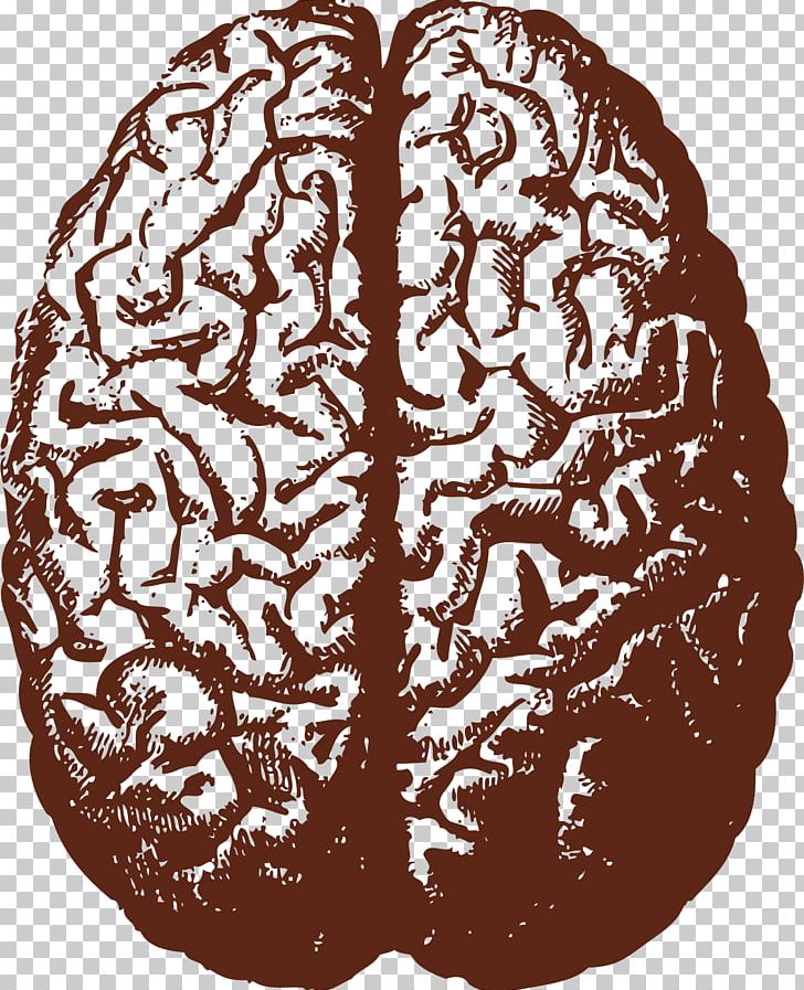 Human Brain Stock Illustration Illustration PNG, Clipart, Anatomy, Brain, Brown, Cerebral, Diagram Free PNG Download