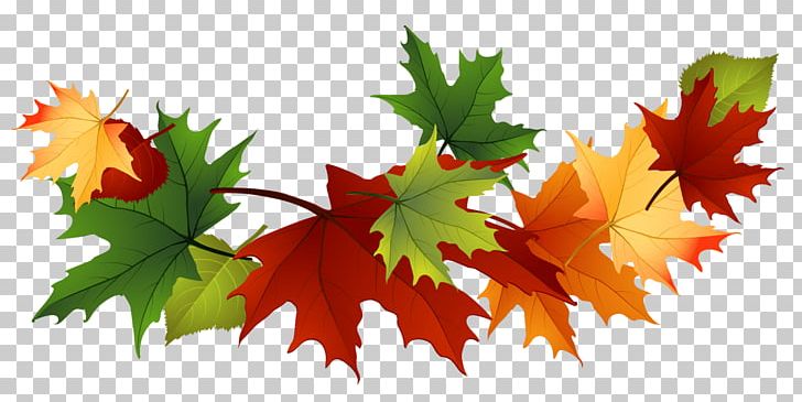 Maple Leaf Garland PNG, Clipart, Maple Leaves, Nature Free PNG Download