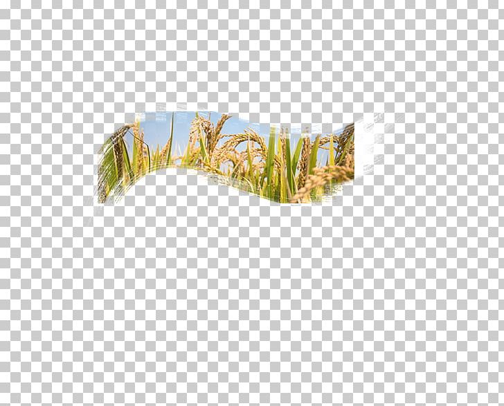 Logo Paddy Grass PNG, Clipart, Adobe Illustrator, Cartoon Wheat, Commune, Crops, Designer Free PNG Download