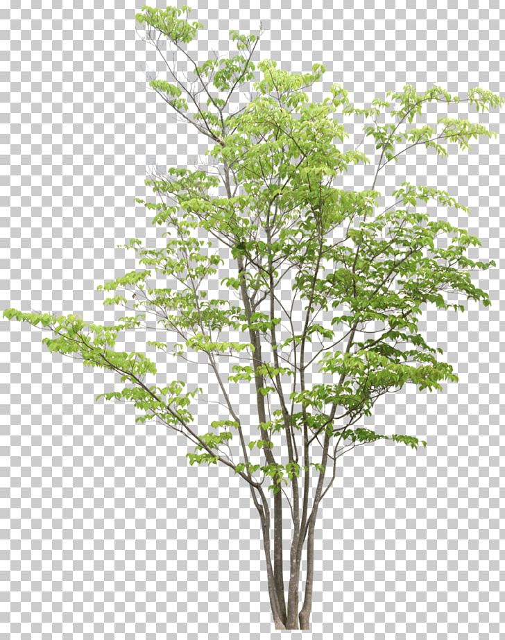 Tree Drawing Clipping Path PNG, Clipart, Birch, Branch, Clipping Path, Deviantart, Drawing Free PNG Download