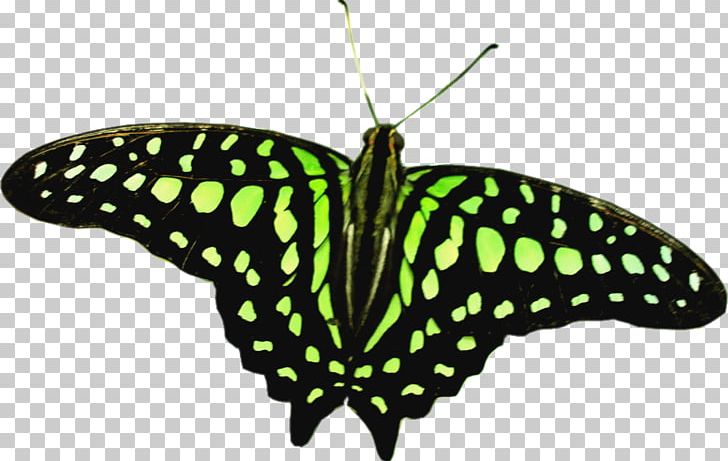 Butterfly Insect Say Something Nice About Me PNG, Clipart, Arthropod, Brush Footed Butterfly, Butter, Butterfly, Desktop Wallpaper Free PNG Download