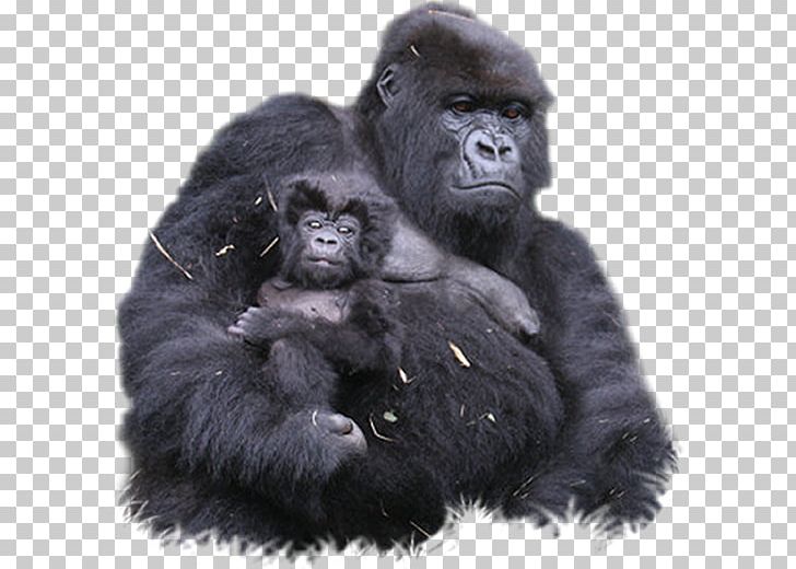 Bwindi Impenetrable National Park Mount Sabyinyo Volcanoes National Park Gorilla Chimpanzee PNG, Clipart, Animals, Backpacking, Catoftheday, Cross River Gorilla, Ecology Free PNG Download