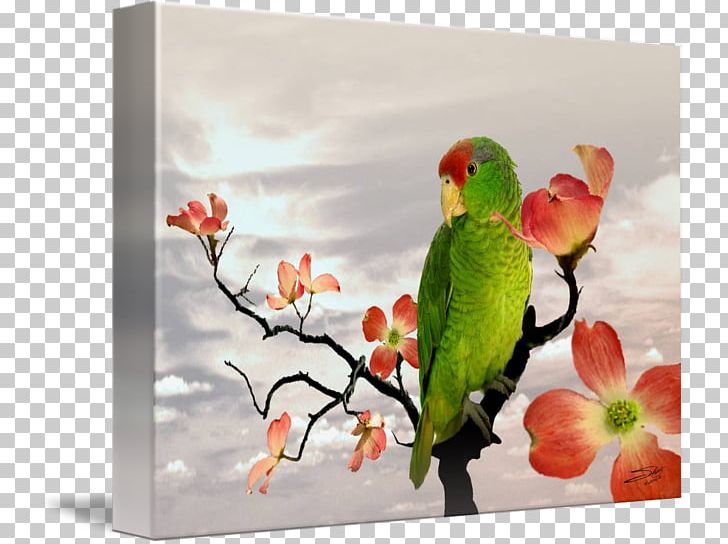 Lovebird Parakeet Macaw Painting Fauna PNG, Clipart, Art, Beak, Bird, Dogwood, Fauna Free PNG Download