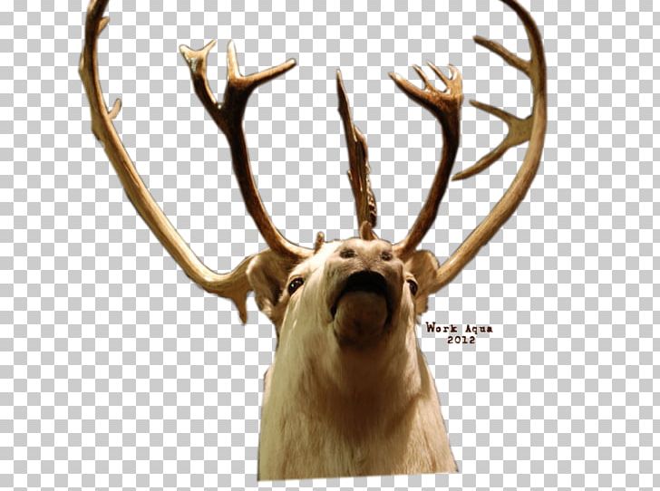 Reindeer Elk Red Deer Santa Claus PNG, Clipart, Animal, Animals, Antler, Christmas, Christmas Deer Free PNG Download