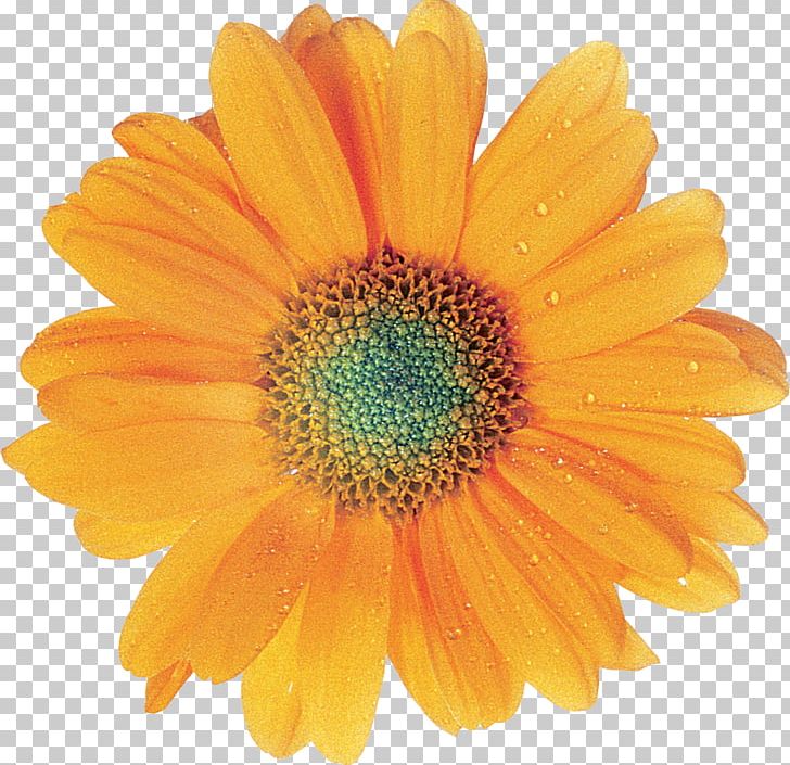 Transvaal Daisy Flower It Custom PNG, Clipart, Calendula, Chrysanths, Dahlia, Daisy Family, Data Free PNG Download