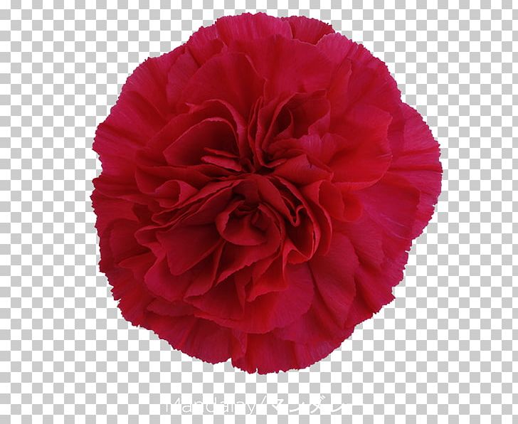 Carnation Garden Roses Cut Flowers Petal PNG, Clipart, Carnation, Carnation Flower, Cut Flowers, Dianthus, Flower Free PNG Download
