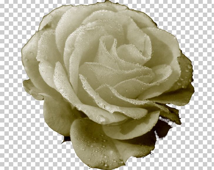 Garden Roses Cabbage Rose Cut Flowers Petal PNG, Clipart, Cut Flowers, Flower, Garden, Garden Roses, Others Free PNG Download