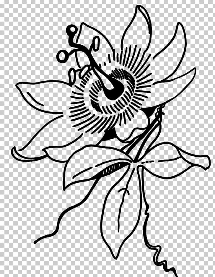 Passiflora Caerulea Flower Plant Passion Fruit Line Art PNG, Clipart, Artwork, Black, Black And White, Cut Flowers, Drawing Free PNG Download