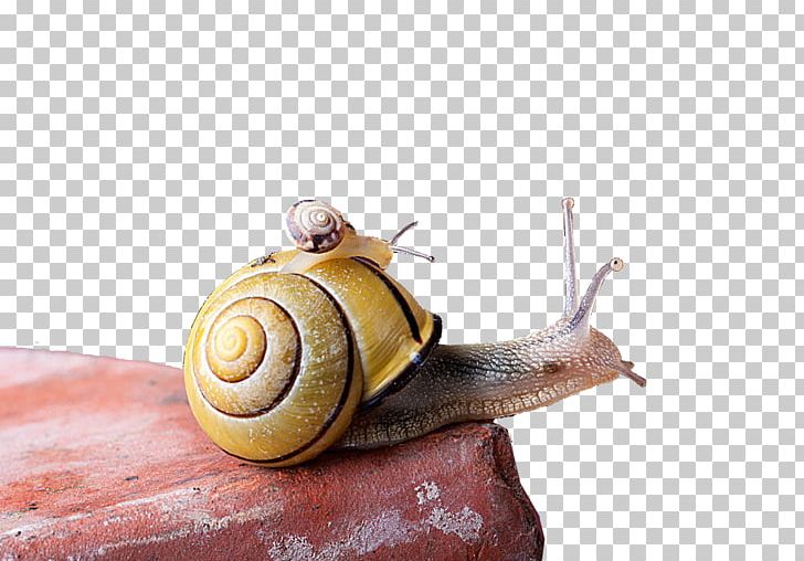 Snail Euclidean PNG, Clipart, Animals, Brown, Brown Snail, Creative Ads, Creative Artwork Free PNG Download