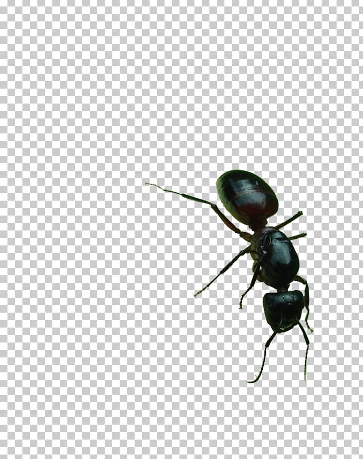 Black Garden Ant PNG, Clipart, Adobe Illustrator, Animal, Animation, Ant, Ants Free PNG Download