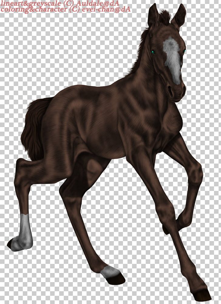Mare Foal Mustang Stallion Colt PNG, Clipart,  Free PNG Download