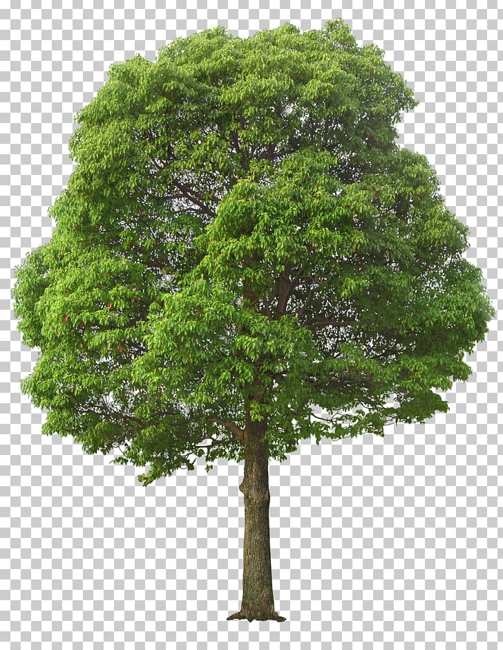 Tree PNG, Clipart, Biome, Branch, Clip Art, Computer Icons, Download Free PNG Download