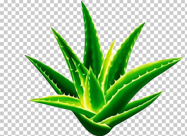 Aloe Vera Seed Sansevieria Cylindrica Gel Plant PNG, Clipart, Flower, Fruit, Gardenia, Gastrointestinal Tract, Leaf Free PNG Download