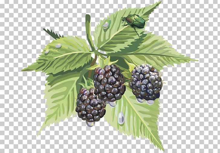 Mûre Auglis Mulberry PNG, Clipart, Auglis, Berry, Bilberry, Blackberry, Boysenberry Free PNG Download