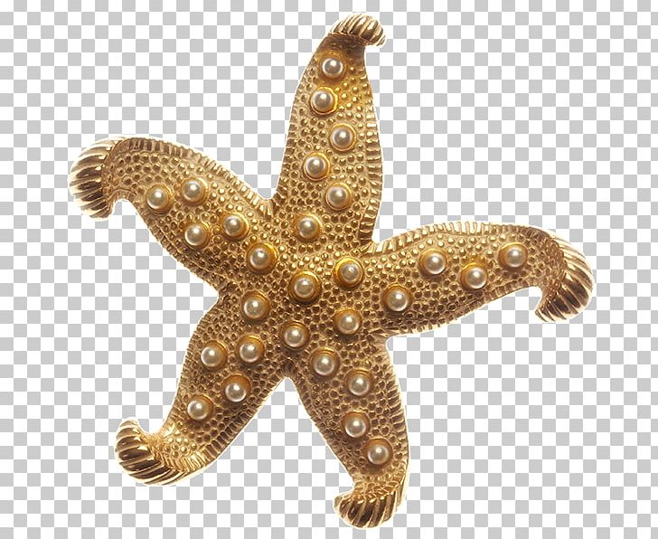 Sarajevo Starfish Marine Invertebrates Echinoderm PNG, Clipart, Animal, Animals, Apartment, Bosnia And Herzegovina, Echinoderm Free PNG Download