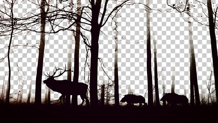 Wild Boar Cloud Forest Fog Tree PNG, Clipart, Accommodation, Animal, Animals,  Black, Black And White Free