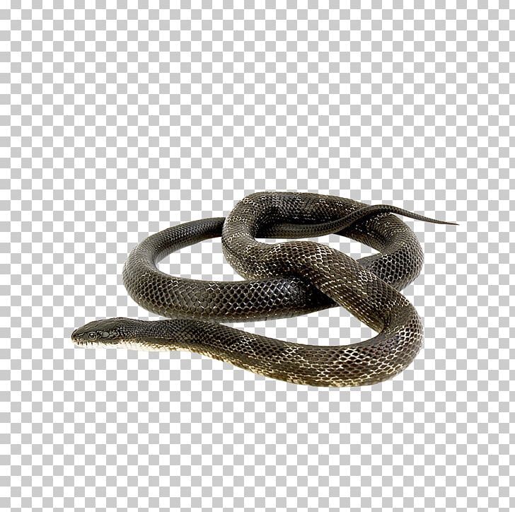 Snake Green Anaconda Reptile Russells Viper Animal PNG, Clipart, Animals, Banded Krait, Boa Constrictor, Boas, Cartoon Snake Free PNG Download