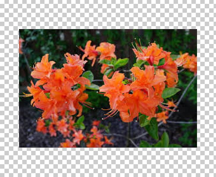 Azalea Rhododendron Tree PNG, Clipart, Azalea, Flower, Flowering Plant, Nature, Orange Free PNG Download