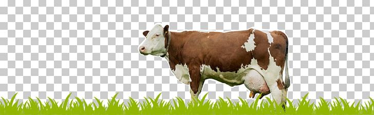 Holstein Friesian Cattle Milk Dairy Cattle Calf PNG, Clipart, Cattle, Cattle Like Mammal, Cow, Cow Goat Family, Dairy Free PNG Download
