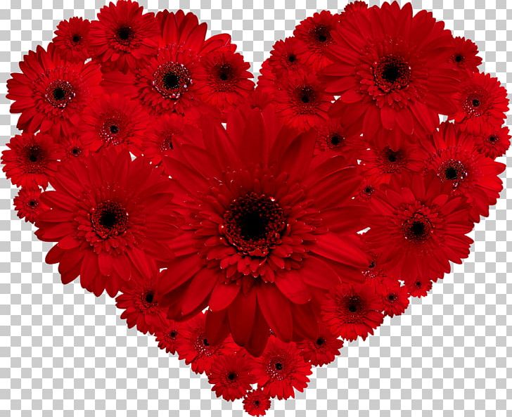 Transvaal Daisy Flower Red Heart Valentine's Day PNG, Clipart, Annual Plant, Chrysanths, Color, Cut Flowers, Daisy Free PNG Download